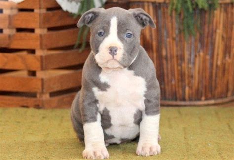 Girlfriend is a Boxer and American Bully puppy for sale in Grand 